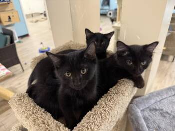 Poppy Flea -  Domestic Medium Hair Cat for Adoption in Chandler, Arizona - Poppy Flea | PetCurious
