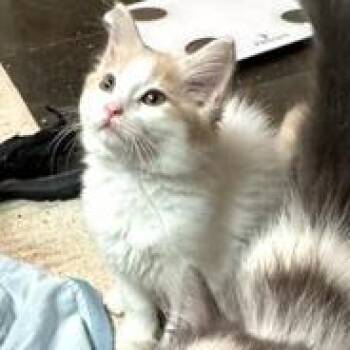 Guppy -  Domestic Long Hair Cat for Adoption in Webster, Texas - Guppy | PetCurious