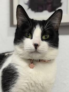 Blue moon-One of our Amazing Rescue Cats -  American Shorthair and Domestic Short Hair Cat for Adoption in Carlsbad, California - Blue Moon-One Of Our Amazing Rescue Cats | PetCurious