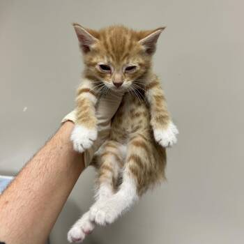 Eenie -  Domestic Short Hair Cat for Adoption in Reno, Nevada - Eenie | PetCurious
