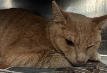 Chai Tea Latte -  Domestic Short Hair Cat for Adoption in Cincinnati, Ohio - Chai Tea Latte | PetCurious