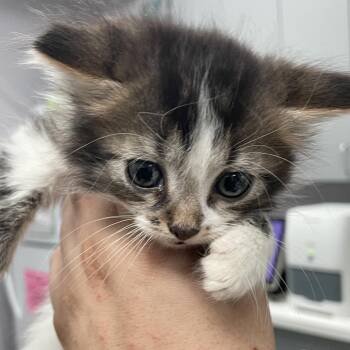 Flash -  Domestic Short Hair Cat for Adoption in Port Charlotte, Florida - Flash | PetCurious