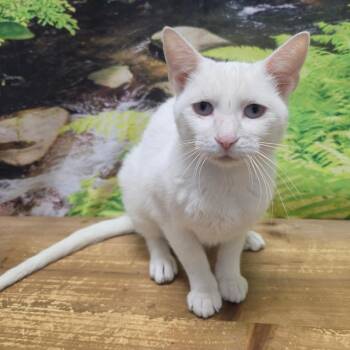 Gators -  Domestic Short Hair Cat for Adoption in Normal, Illinois - Gators | PetCurious