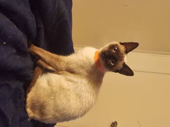 Siamese Cats Available for Adoption - Nova | PetCurious