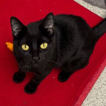 Rescue Domestic Short Hair Cats for Adoption in Naperville, Illinois - Sombra | PetCurious