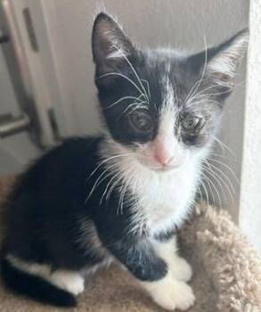 McBride -  Domestic Short Hair Cat for Adoption in North Highlands, California - McBride | PetCurious