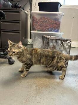 *Rowena* -  Domestic Short Hair Cat for Adoption in Salt Lake City, Utah - *Rowena* | PetCurious