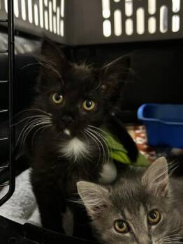 Meeny -  Domestic Medium Hair Cat for Adoption in Chambersburg, Pennsylvania - Meeny | PetCurious