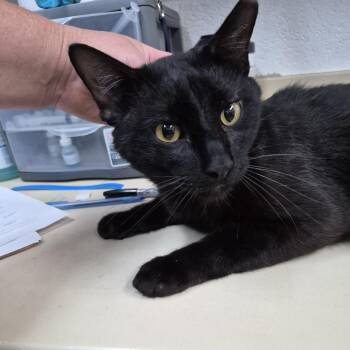 Dust -  Domestic Short Hair Cat Available for Adoption in Ardmore, Oklahoma - Dust | PetCurious