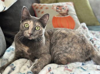 Rescue Domestic Short Hair Cats for Adoption in Mission Viejo, California - Cortana | PetCurious