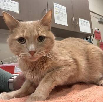 Dwight -  Domestic Short Hair Cat for Adoption in Fishers, Indiana - Dwight | PetCurious