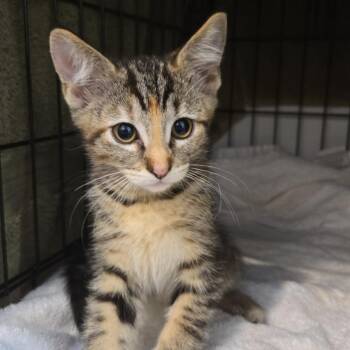 Pinto Bean -  Domestic Short Hair Cat for Adoption in Idaho Falls, Idaho - Pinto Bean | PetCurious