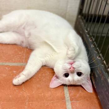 Snowball (Mochi) -  Domestic Short Hair Cat for Adoption in Austin, Texas - Snowball (Mochi) | PetCurious
