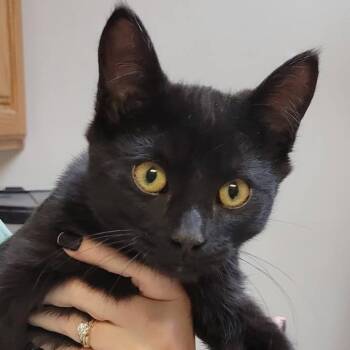 Domestic Short Hair Cats Available for Adoption - Nora | PetCurious