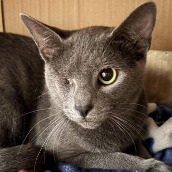 Liberty -  Domestic Short Hair Cat for Adoption in Spokane, Washington - Liberty | PetCurious