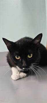 Peter Pan -  Domestic Short Hair Cat for Adoption in Athens, Tennessee - Peter Pan | PetCurious