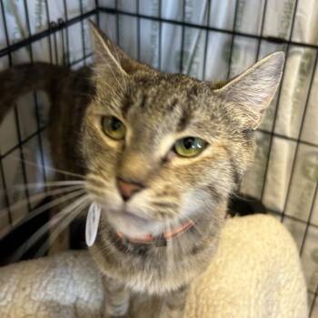 Biscotti -  Domestic Short Hair Cat for Adoption in Normal, Illinois - Biscotti | PetCurious