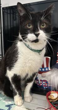 Buddy -  Domestic Short Hair Cat Available for Adoption in Sayville, New York - Buddy | PetCurious