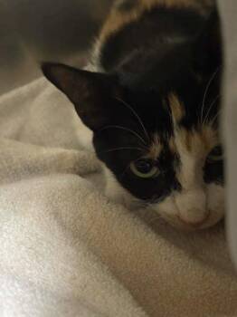 Mamasita -  Domestic Short Hair Cat for Adoption in Memphis, Tennessee - Mamasita | PetCurious