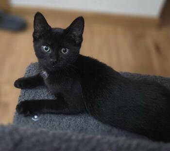 Rescue Domestic Short Hair Cats for Adoption in Stoughton, Wisconsin - Triathlon (Missing Paw) | PetCurious