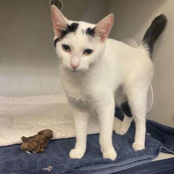 Domestic Short Hair Cats Available for Adoption in Dayton, Ohio - Rollie Pollie | PetCurious