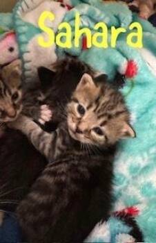Sahara -  Domestic Short Hair and Tabby Cat for Adoption in Ruskin, Florida - Sahara | PetCurious