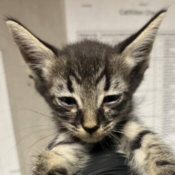 Phoenix -  Domestic Short Hair Cat for Adoption in Yuma, Arizona - Phoenix | PetCurious