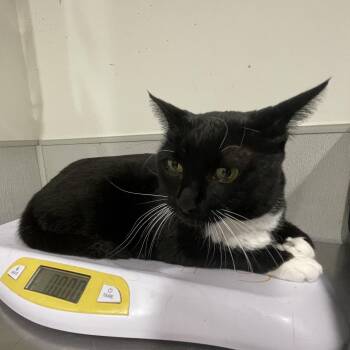 Coconut (Coco) -  Domestic Short Hair Cat for Adoption in Tampa, Florida - Coconut (Coco) | PetCurious