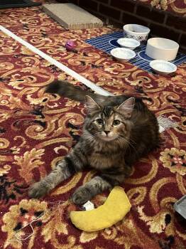 Rescue Domestic Medium Hair Cats for Adoption in Butler, Pennsylvania - Millie | PetCurious