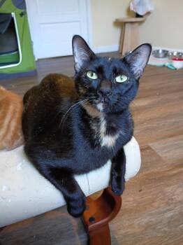 Domestic Short Hair Cats Available for Adoption in Hardeeville, South Carolina - Rose | PetCurious