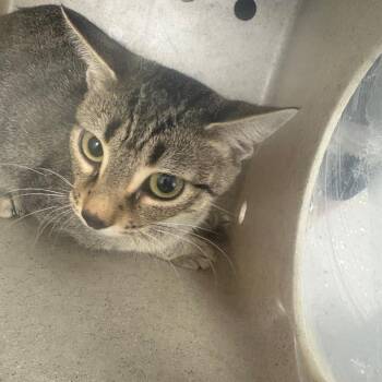 Fractious Goblin -  Domestic Short Hair Cat for Adoption in Columbiana, Alabama - Fractious Goblin | PetCurious