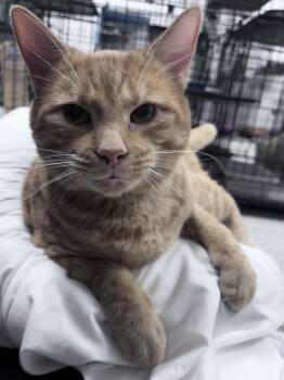 Twinky -  Domestic Short Hair Cat for Adoption in Youngstown, Ohio - Twinky | PetCurious