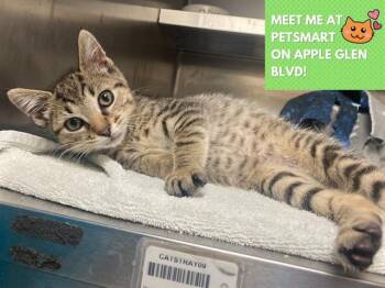 SCOOBY -  Domestic Short Hair Cat Available for Adoption in Fort Wayne, Indiana - SCOOBY | PetCurious