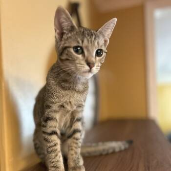 Rescue Domestic Short Hair Cats for Adoption in Sandy Springs, Georgia - Rey | PetCurious