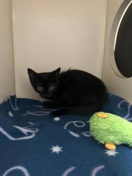 Reggie -  Domestic Short Hair Cat for Adoption in Pequot Lakes, Minnesota - Reggie | PetCurious