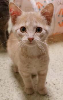 Grove -  Domestic Short Hair Cat for Adoption in Verona, Wisconsin - Grove | PetCurious