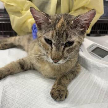 Domestic Short Hair Cats Available for Adoption in Salt Lake City, Utah - Miss Scarlet | PetCurious