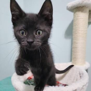 Vader -  Domestic Medium Hair Cat for Adoption in Minneapolis, Minnesota - Vader | PetCurious