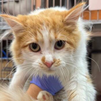 Pickle Rick -  Domestic Medium Hair Cat for Adoption in Salt Lake City, Utah - Pickle Rick | PetCurious