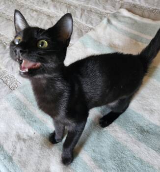 Rescue Domestic Short Hair Cats for Adoption in Fresno, California - Lucky | PetCurious