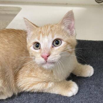 Diesel -  Domestic Short Hair Cat for Adoption in Cheyenne, Wyoming - Diesel | PetCurious