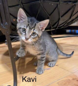 Kavi -  Domestic Short Hair Cat for Adoption in Reston, Virginia - Kavi | PetCurious