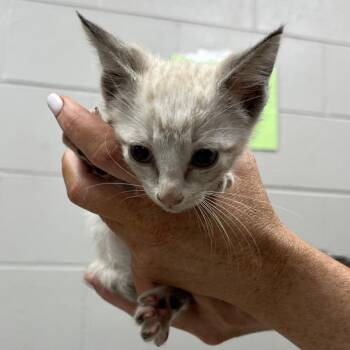 Domestic Short Hair Cats Available for Adoption in Lufkin, Texas - Latte | PetCurious