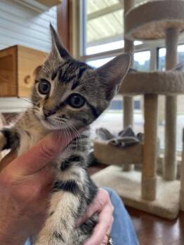 Teddy -  Domestic Short Hair Cat for Adoption in Salinas, California - Teddy | PetCurious