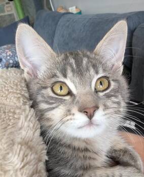 Rescue Domestic Short Hair Cats for Adoption in Cranbrook, British Columbia - Lint | PetCurious