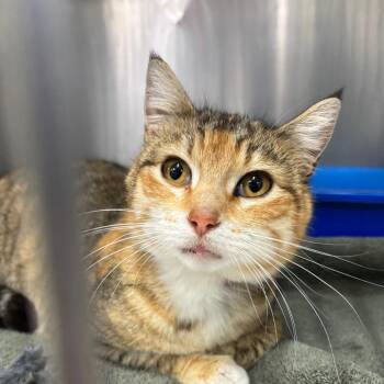 Domestic Short Hair Cats Available for Adoption in Spokane, Washington - Orisa | PetCurious