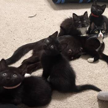 Domestic Short Hair Cats Available for Adoption in Huntsville, Alabama - Lestat | PetCurious