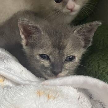 Yoda (Yoyo) -  Domestic Short Hair Cat for Adoption in Long Beach, California - Yoda (Yoyo) | PetCurious