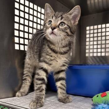Mallard -  Domestic Short Hair Cat for Adoption in Mount Vernon, Indiana - Mallard | PetCurious