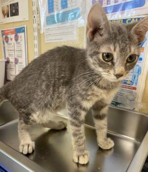 MICKEY -  Domestic Short Hair Cat Available for Adoption in Fort Myers, Florida - MICKEY | PetCurious